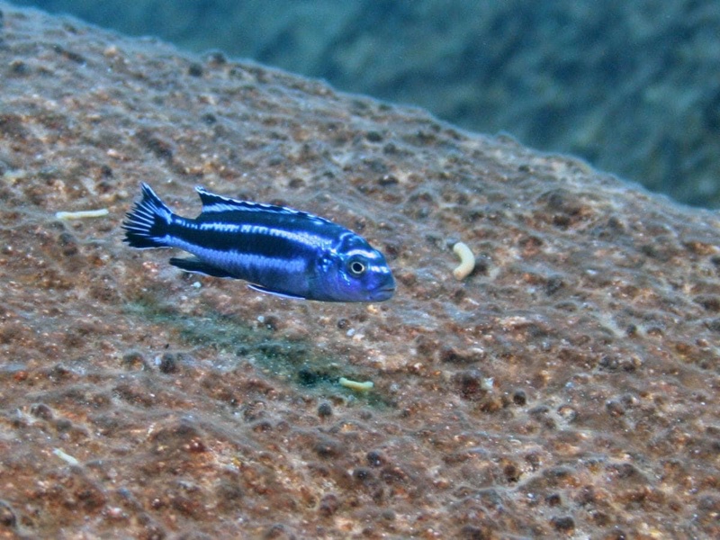 Pseudotropheus cyaneorhabdos 'Maingano Island'